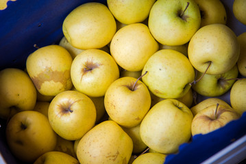 Golden Delicious Apples 