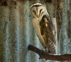 Close up of a barn owl , Australia