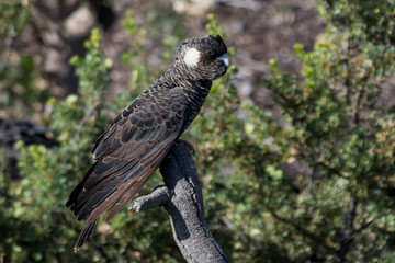 The Short-billed Black Cockatoo (Calyptorhynchus latirostris) also known as Carnaby's Cockatoo or Carnaby's Black Cockatoo is a large black cockatoo endemic to south-western Australia and threatened b