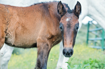 Fototapeta premium portrait of purebred spanish foal posing in olive garden. Andalusia. Spain
