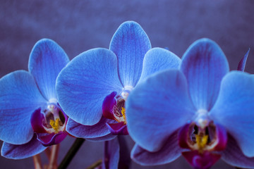 3 blue orchid