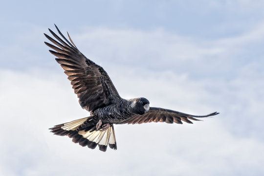 The Short-billed Black Cockatoo (Calyptorhynchus latirostris) also known as Carnaby's Cockatoo or Carnaby's Black Cockatoo is a large black cockatoo endemic to south-western Australia 