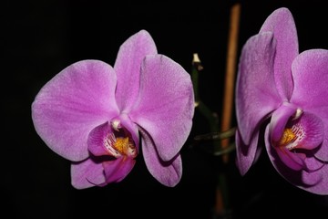 orchid on dark background