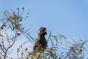 The Short-Billed Black Cockatoo (Calyptorhynchus latirostris), also known as Carnaby's Black Cockatoo, is a large black cockatoo endemic to southwest Australia.