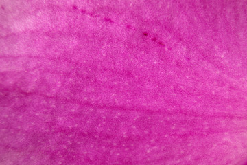 Macro pink orchid petal