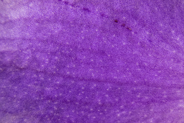 Macro purple orchid petal