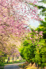 Beautiful pink flower of Sakura or Wild Himalayan Cherry tree in outdoor park at Chiang Mai Royal Agricultural Research Center (Khun Wang)