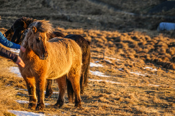 アイスランドの草原の馬（野生）