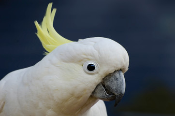 Sulphur-crested Cockatoo (Cacatua sulphurea)
