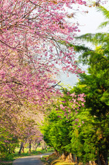 Beautiful pink flower of Sakura or Wild Himalayan Cherry tree in outdoor park at Chiang Mai Royal Agricultural Research Center (Khun Wang)