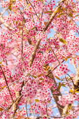 Beautiful pink flower of Sakura or Wild Himalayan Cherry tree in outdoor park with blue sky