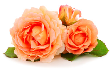 Orange roses flowers.