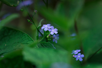 Small purple flowers that grow in the woods.