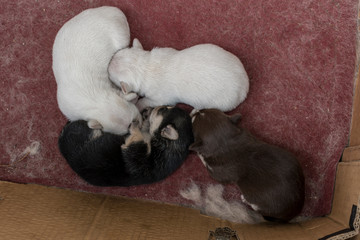 Four small puppies still suckling from their mother.