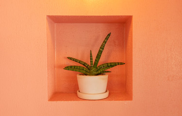 Small cactus in white pot on orange wall