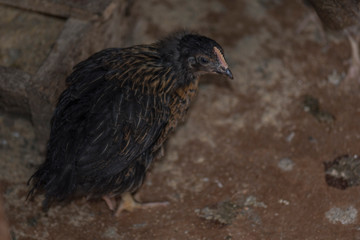 A little chicken that's shot in close.