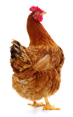 Brown hen isolated.