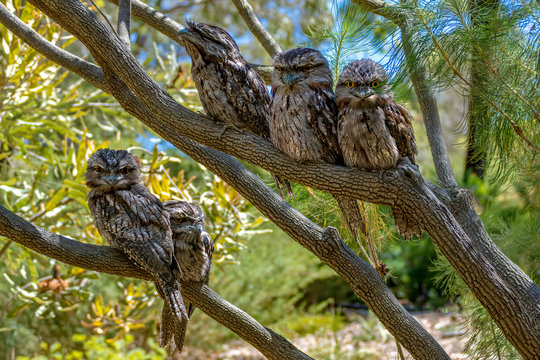The Tawny Frogmouth (Podargus strigoides) is an Australian species of frogmouth, an iconic type of bird found throughout the Australian mainland, Tasmania and southern New Guinea. It is often mistaken