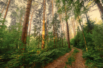 Obraz premium Winding path through the forest. Russia.