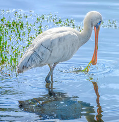 Fototapeta premium Yellow-Billed Spoonbill (Platalea regia) feeding in a lake in Perth, Western Australia.