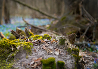 moss-covered stump