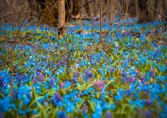 meadow with flowers. It's spring.