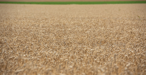 Field of wheat