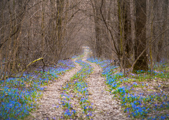 forest road among flowers.