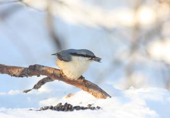 The nuthatch sits on a branch