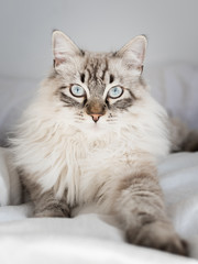 Cat Maine Coon