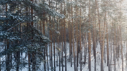 Aerial view of the pine forest in winter.