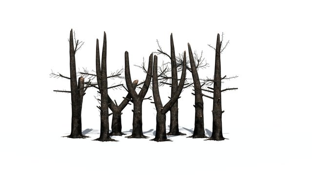 several burnt trees with shadow on the floor - isolated on white background