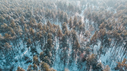 Aerial view of the pine forest in winter.