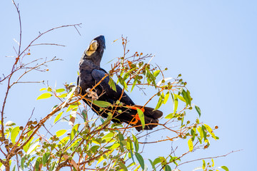 Australian Red Tailed  black cockatoo 