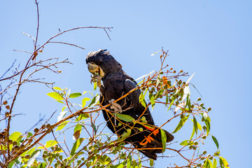 Australian Red Tailed  black cockatoo 