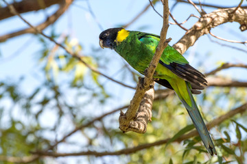 Australian ringneck ~ 28 Parrot  Western Australia