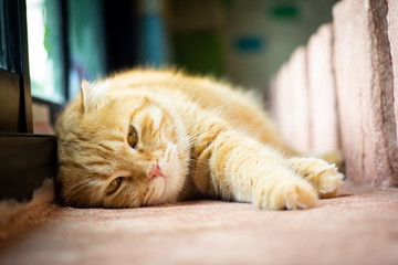 Cute ginger Scottish Fold cat is resting ( shallow dept of field )