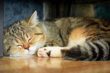 Fototapeta na wymiar Cute exotic Shorthair cat is sleeping on the floor ( shallow depth of field )