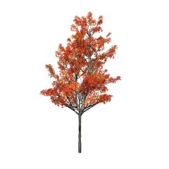 Japanese Maple tree in autumn - isolated on white background