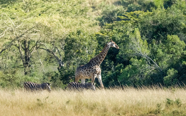 Giraffe in the jungle habitat, Africa