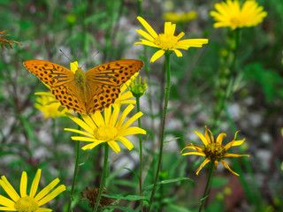 Silver washed fritillary on Arnica montana dorsal view