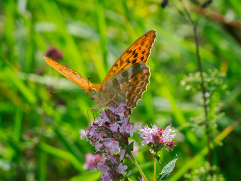 Silver washed fritillary front view