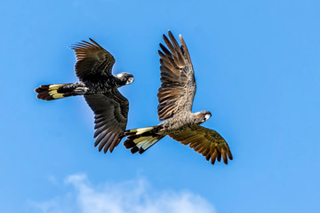 The Shortbilled Black Cockatoo Calyptorhynchus