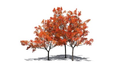 several Japanese Maple trees in autumn with shadow on the floor - isolated on white background