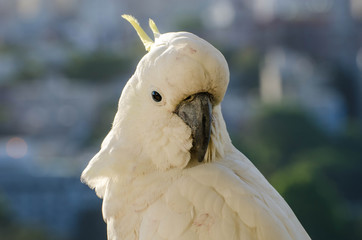 Close up of a sulphur crested cockatoo