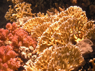 Naklejka na ściany i meble Fire Coral (Millepora) found across the tropical seas