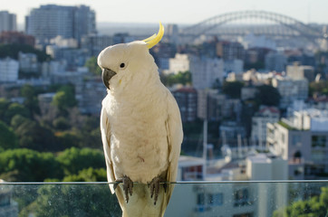 Close up of a sulphur crested cockatoo
