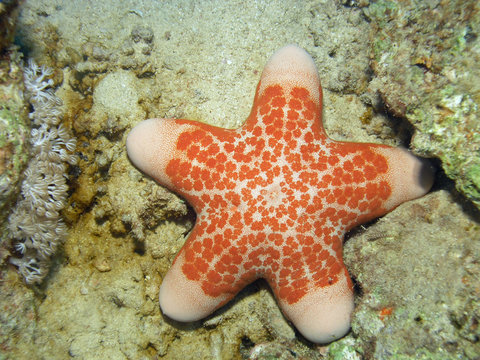 Granulated Sea Star (Choriaster granulatus)   