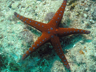 Pearl Sea Star (Fromia Monilis)     