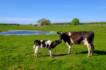 Fototapeta premium Cow and calf graze on a meadow at the summer